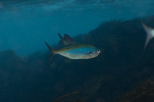 Blue knifefish (Labracoglossa nitida) — Kyphosidae — 5