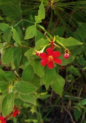 Rovaeanthus strigosus