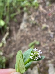 Plectritis congesta brachystemon