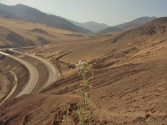 Cristaria integerrima integerrima