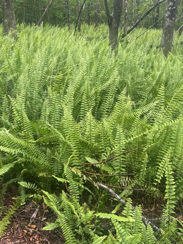 Nephrolepis exaltata observed 2026-06-14