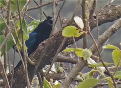 Cyanocorax melanocyaneus