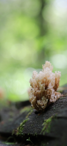 crown-tipped coral fungus