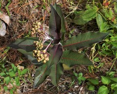 Asclepias similis