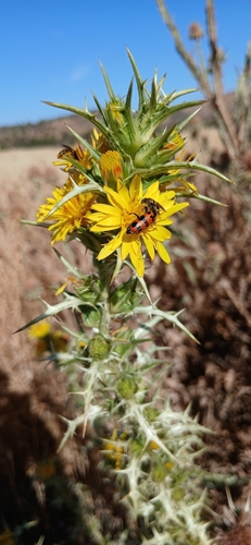 common golden thistle