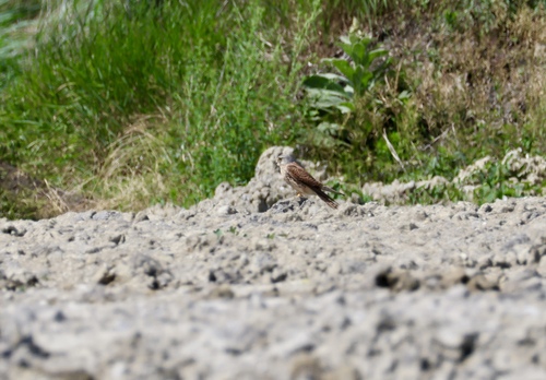 Eurasian Kestrel