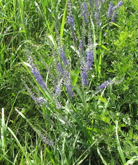 Veronica spuria