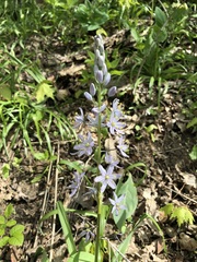 Camassia scilloides