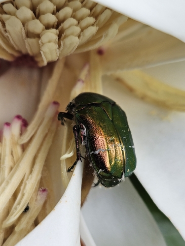 European Rose Chafer