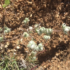 Stylocline micropoides