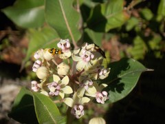 Asclepias similis