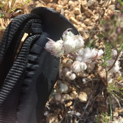 Stylocline micropoides