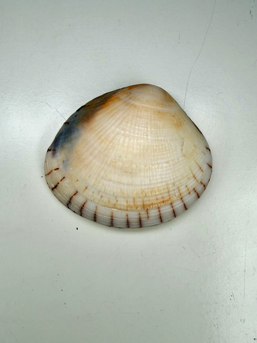 Gafrarium divaricatum observed 2026-06-04
