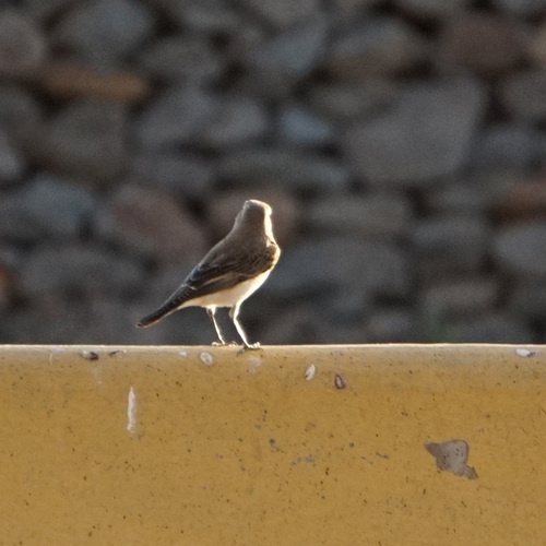 Northern Wheatear