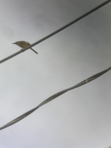 Grey-headed Wagtail