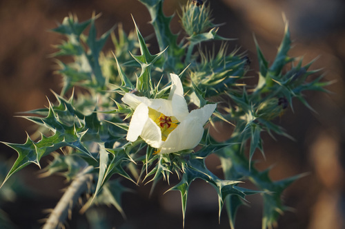 Mexican Poppy