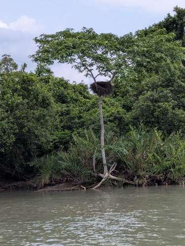 Hamerkop