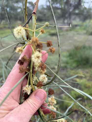 shoestring acacia