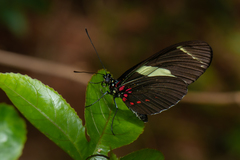 Heliconius sara