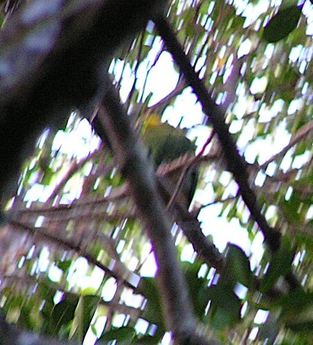 Whistling Dove (Ptilinopus layardi), photo 7