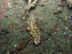 Dermatobranchus nigropunctatus