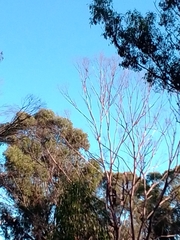 Trichoglossus moluccanus