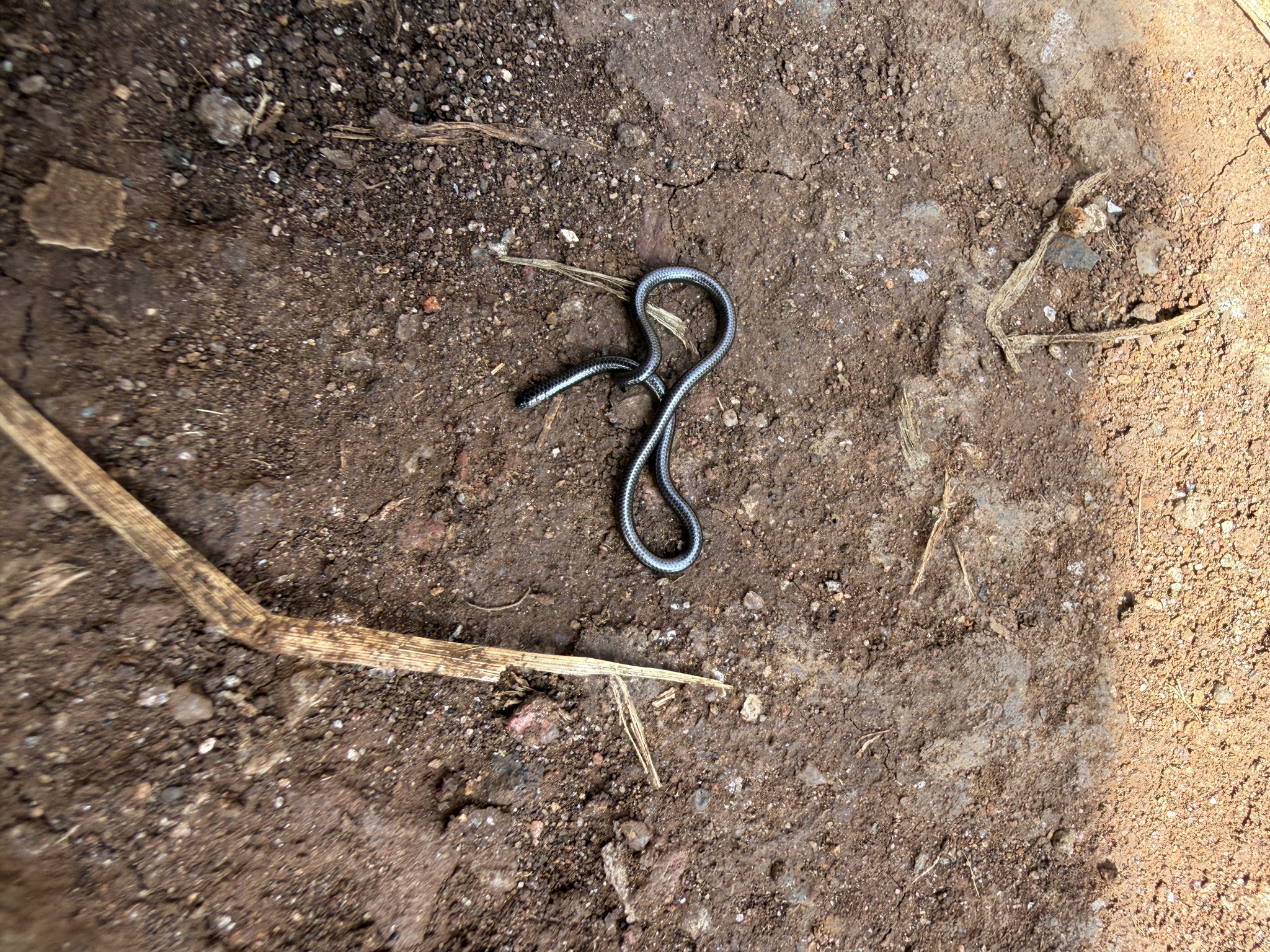 Merker's Thread Snake