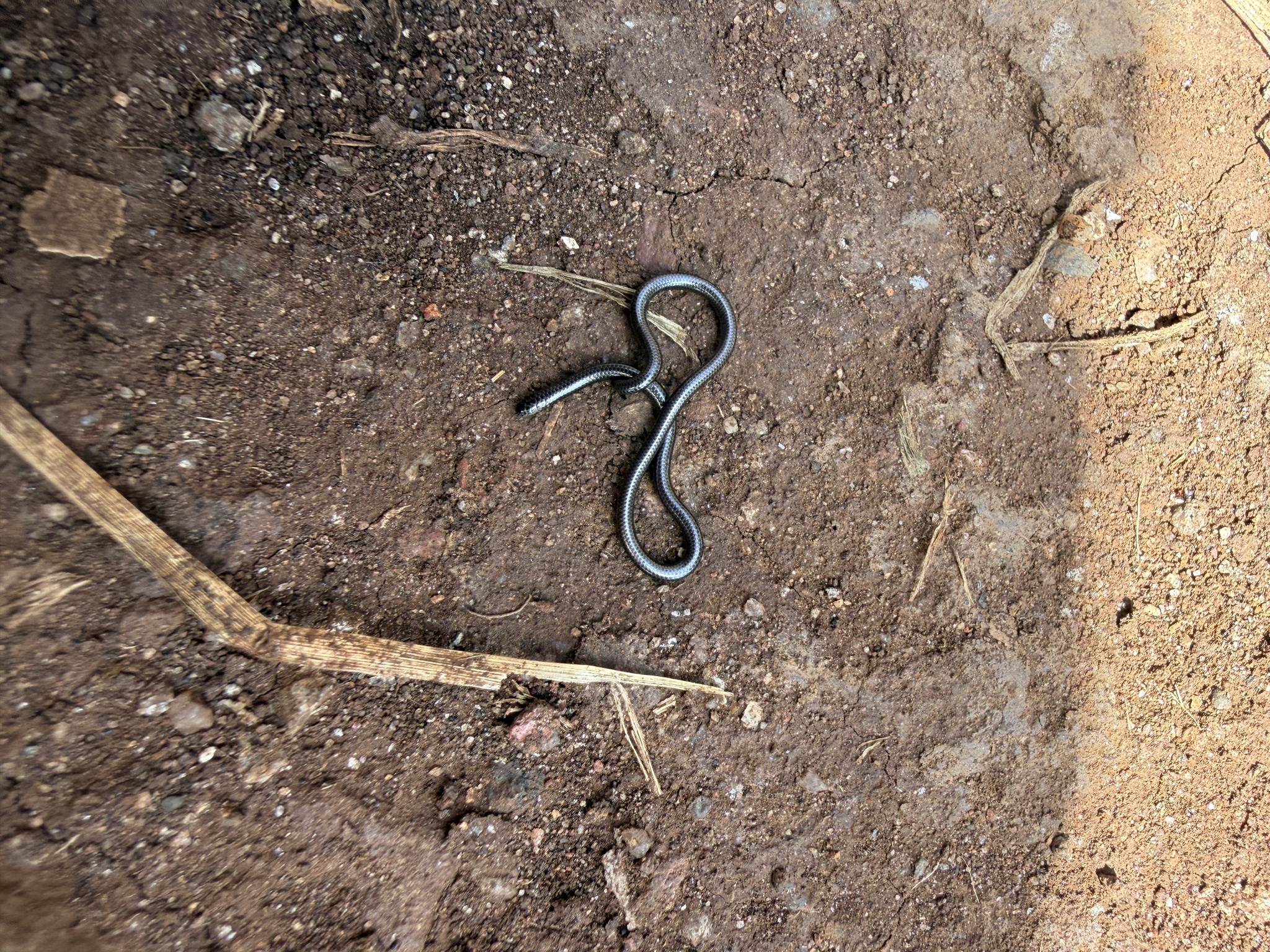 Merker's Thread Snake photo 2