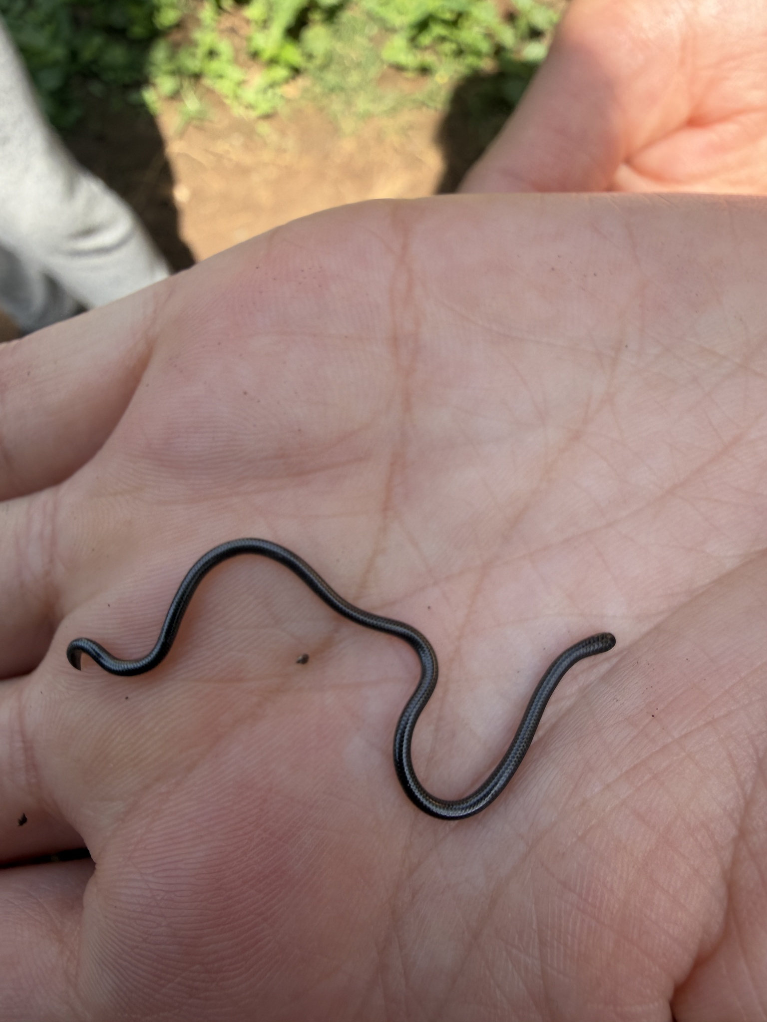 Merker's Thread Snake photo 3