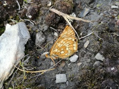 Euphydryas cynthia