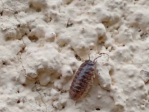 Common Pill Woodlouse