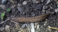 Tandonia rustica