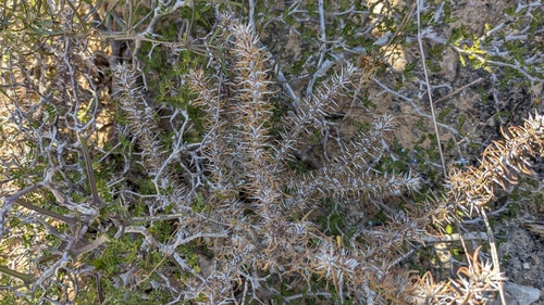 Euphorbia kondoi