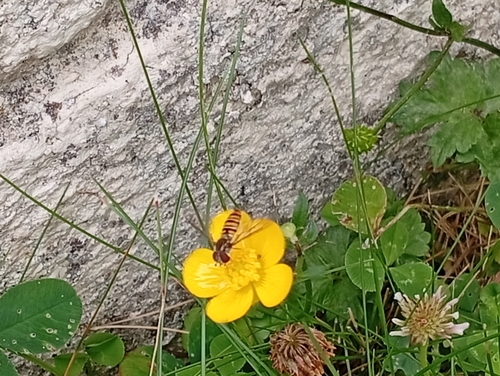 Marmalade Hover Fly