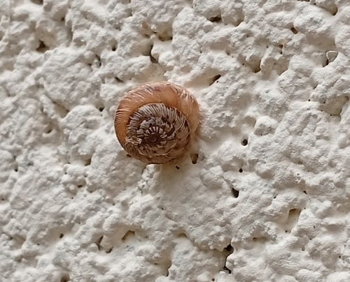 Wrinkled Snail