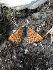 Euphydryas cynthia