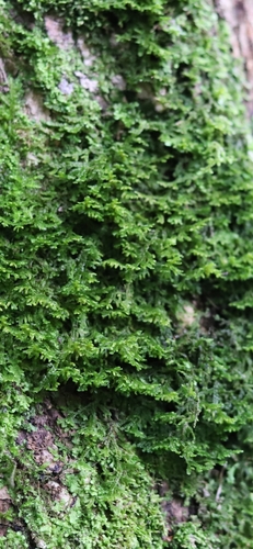 Wall Scalewort
