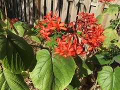 Clerodendrum speciosissimum