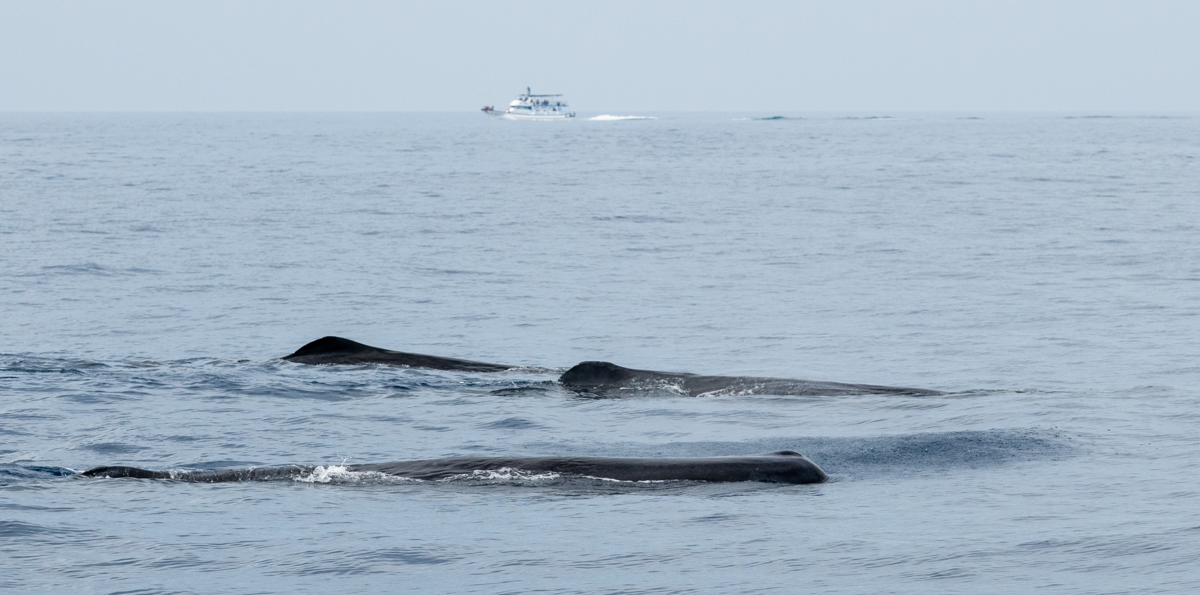 Physeter macrocephalus