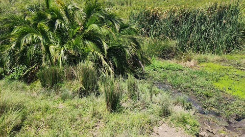 Reclining Date Palm