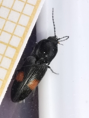 Cardiophorus biguttatus