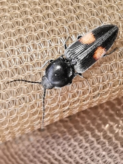 Cardiophorus biguttatus