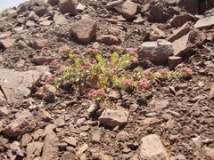 Cistanthe celosioides
