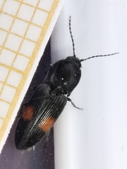 Cardiophorus biguttatus