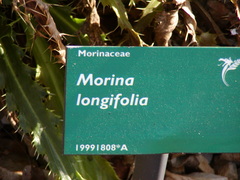 Morina