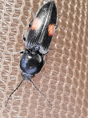 Cardiophorus biguttatus