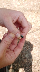 Platycerus caraboides