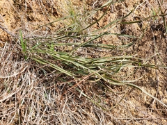 Acacia trigonophylla, photograph (c) Carmon, some rights reserved (CC BY-SA)