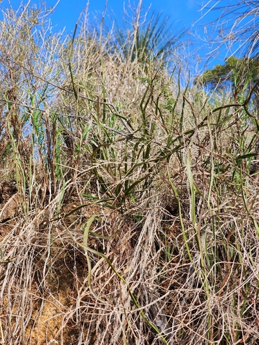 Acacia trigonophylla, photograph 4