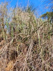 Acacia trigonophylla, photograph (c) Carmon, some rights reserved (CC BY-SA)